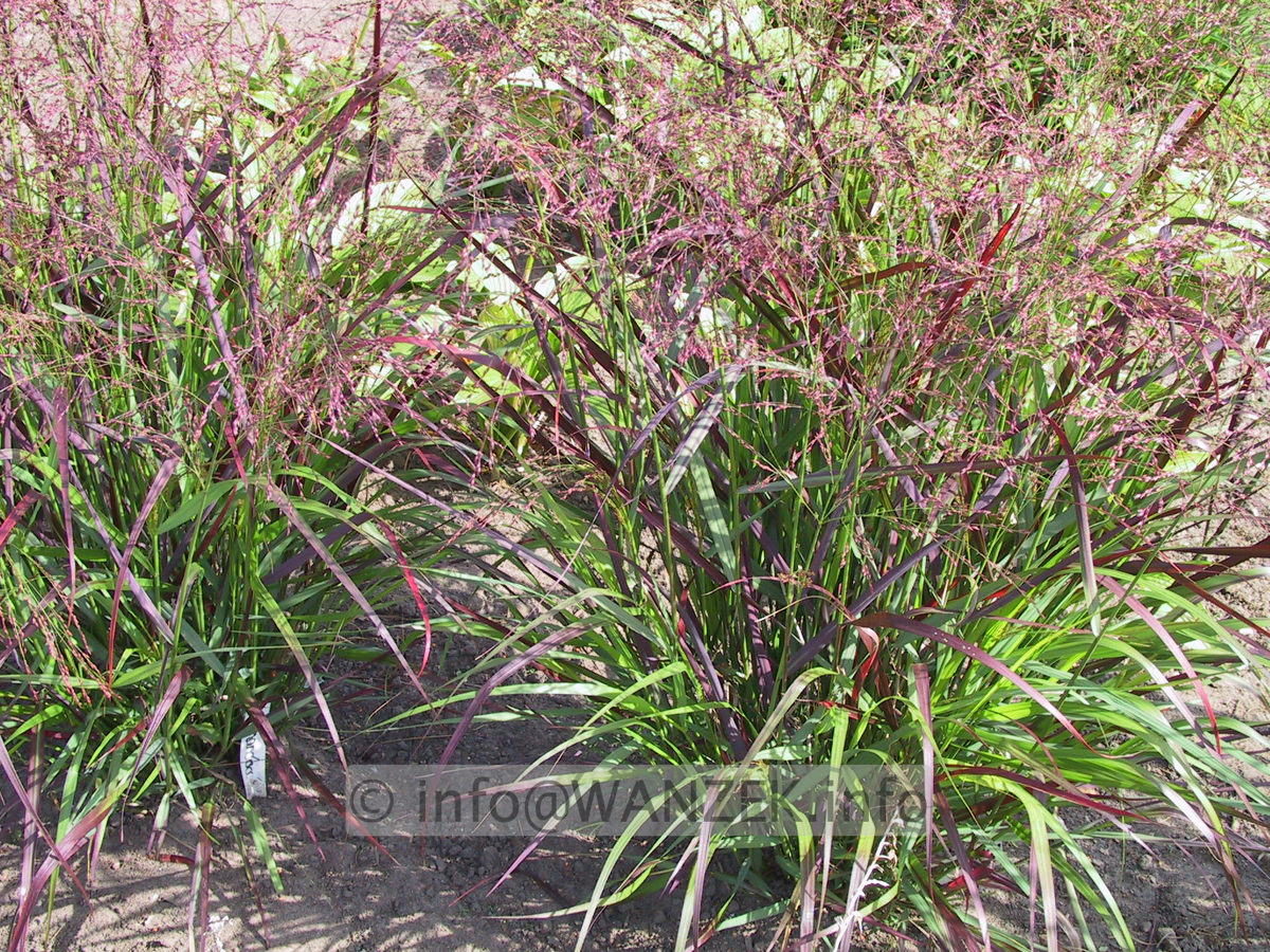 Panicum virgatum Shenandoah 3.JPG